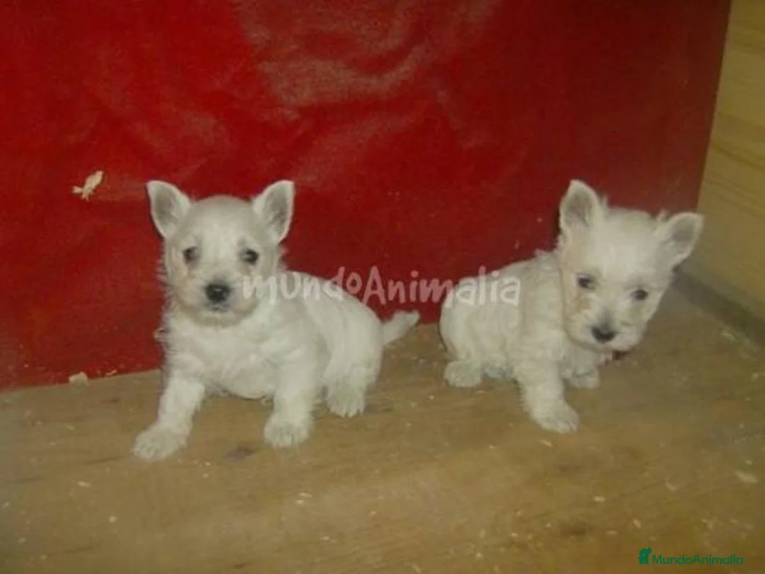 Imagen de galería {{count}}