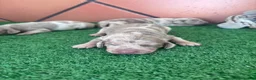 Teckel Miniatura perros en venta: Preciosos Teckel arlequín Isabella y chocolate. en Barcelona - Anuncio 3