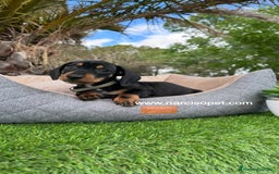 Teckel Miniatura perros en venta: TECKEL NEGRO FUEGO MINIATURA - Imagen 2