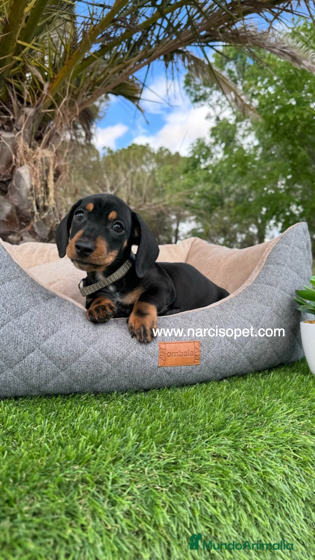 Teckel Miniatura perros en venta: TECKEL NEGRO FUEGO MINIATURA - Imagen 2