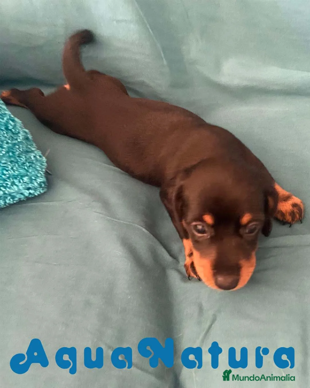 Teckel perros en venta: Teckel Hembra de Tita Junior 5843  AQUANATURA en Barcelona - Anuncio 5