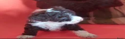 Perro de Agua Español perros en venta: PDA MARISMEÑOS - Anuncio 4