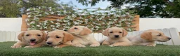 Labrador Retriever perros en venta: LABRADOR RETRIEVER - Anuncio 7