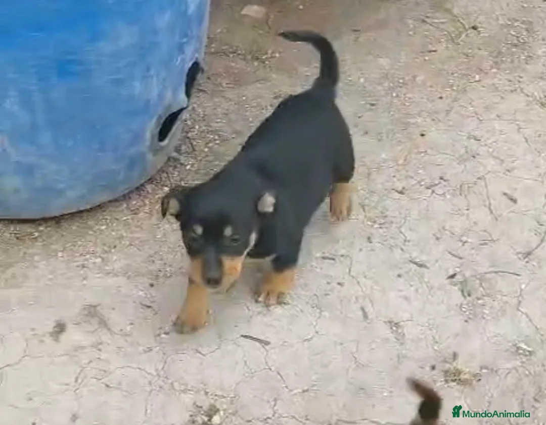 Raza Mixta perros en venta: PRECIOSA CACHORRA ( leer bien anuncio) - Anuncio 3
