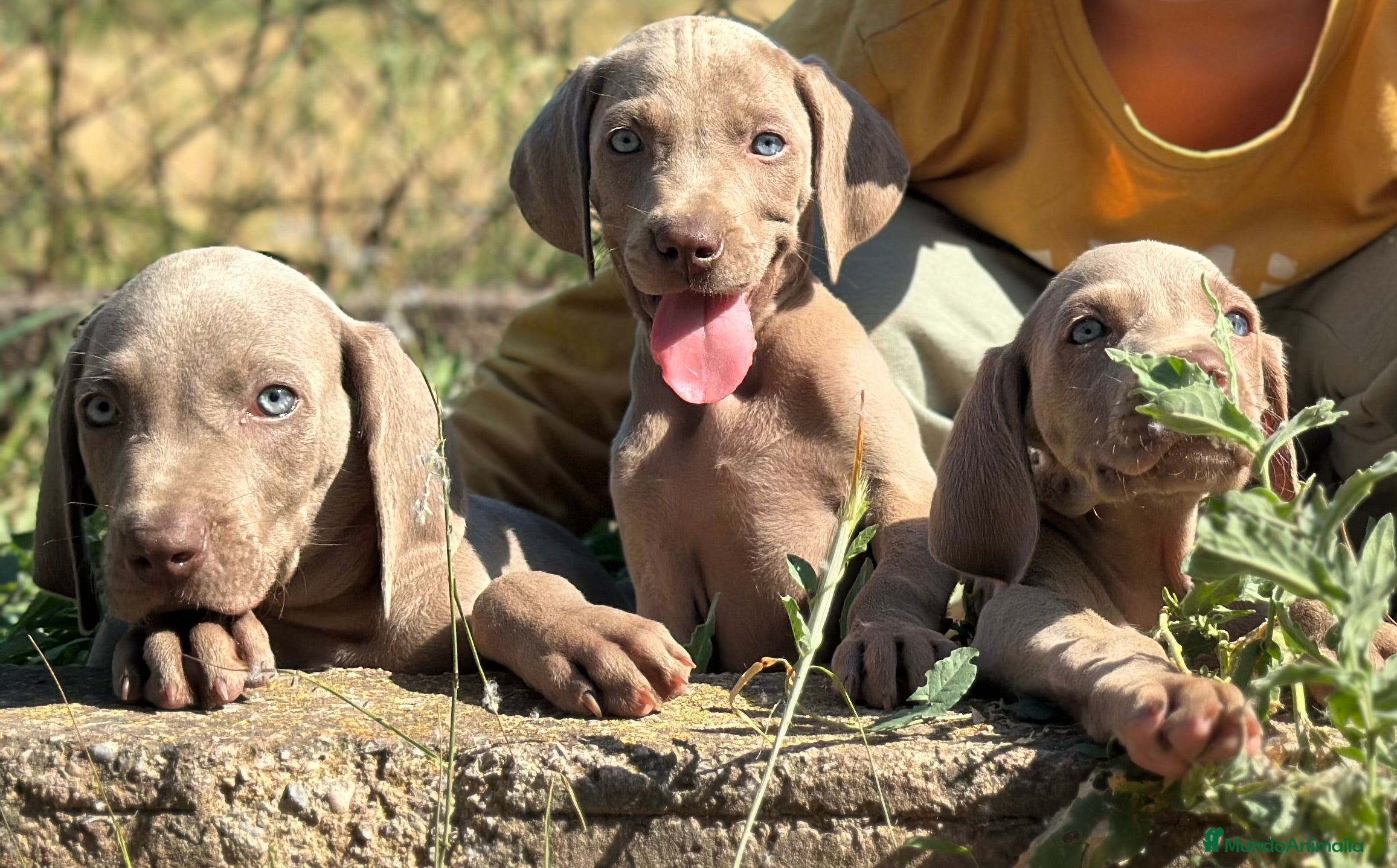 Weimaraner perros IMPRESIONANTE CAMADA DE BRACO DE WEIMAR - Anuncio 22