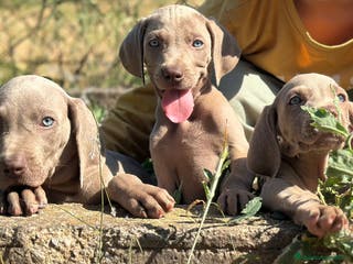 Weimaraner perros IMPRESIONANTE CAMADA DE BRACO DE WEIMAR - Anuncio 5