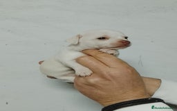 Chihuahua perros en venta: Chihuahua  - Anuncio 7