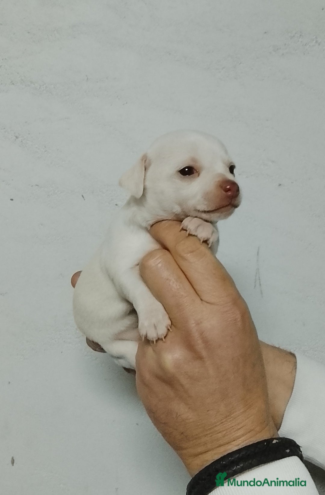 Chihuahua perros en venta: Chihuahua  - Anuncio 7