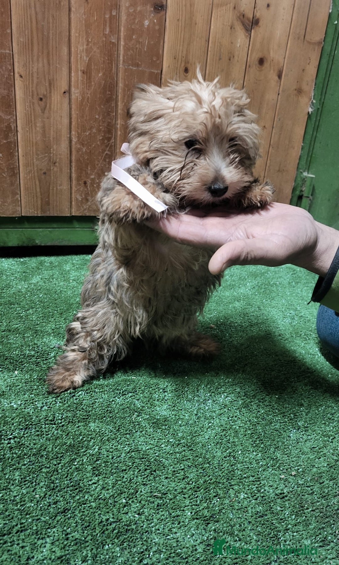 Yorkshire Terrier perros en venta: Yorkshire terrier - Anuncio 2