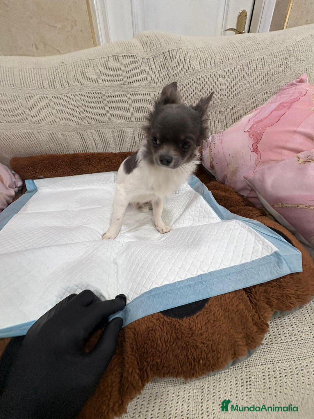 Chihuahua perros en venta: Oportunidad Chihuahua macho  - Anuncio 6