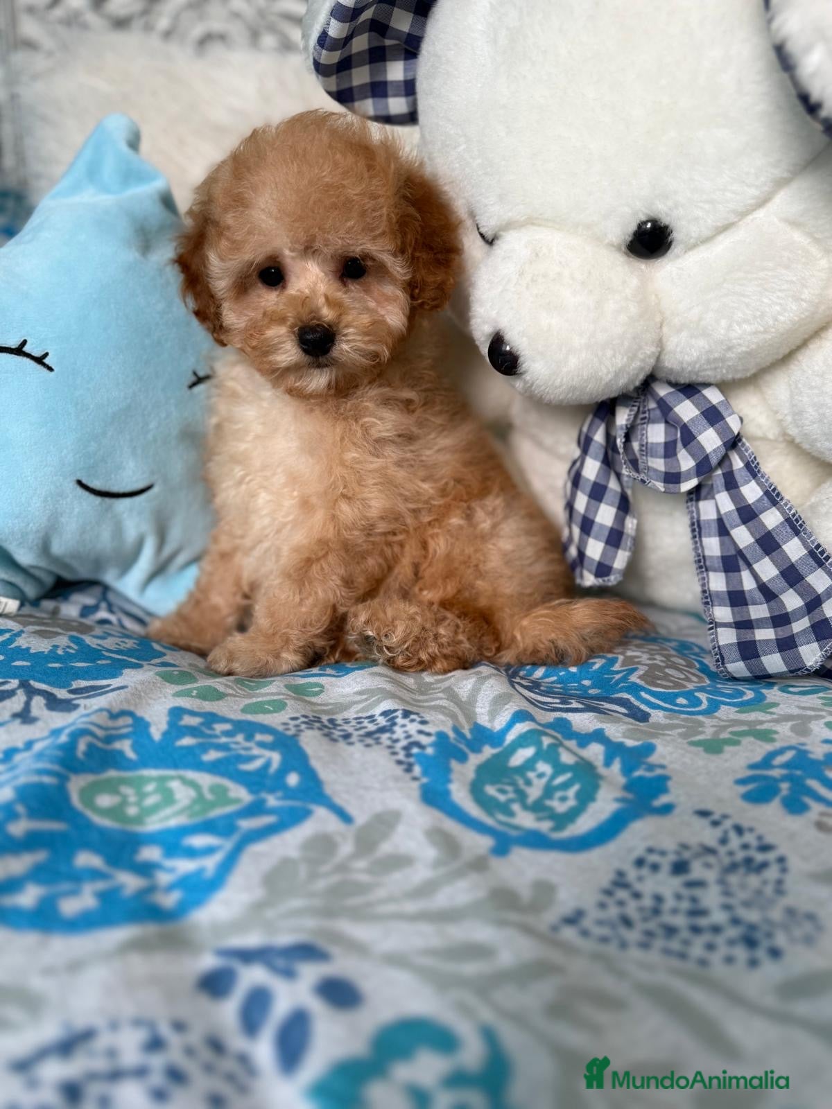 Caniche Toy perros Caniche Toy Apricot listos para entregar!! - Anuncio 1