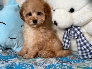 Caniche Toy perros Caniche Toy Apricot listos para entregar!! - Anuncio 1