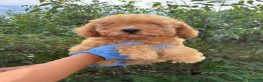 Felipe