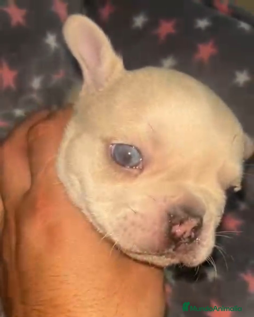 Bulldog Francés perros en venta: Bulldog francés - Imagen 6