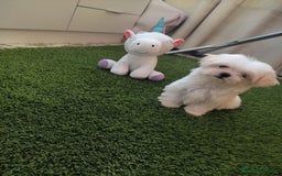 Bichón Maltés perros en venta: UNICO Y PRECIOSO EJEMPLAR MINIII  - Imagen 3