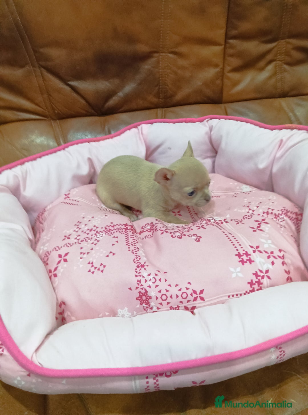 Chihuahua perros en venta: CHIHUAHUA toy  - Anuncio 5