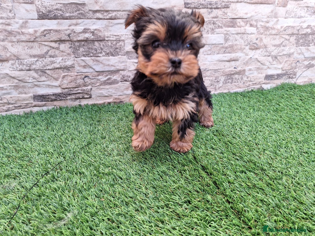 Yorkshire Terrier perros en venta: YORKSHIRE TOY  - Anuncio 1