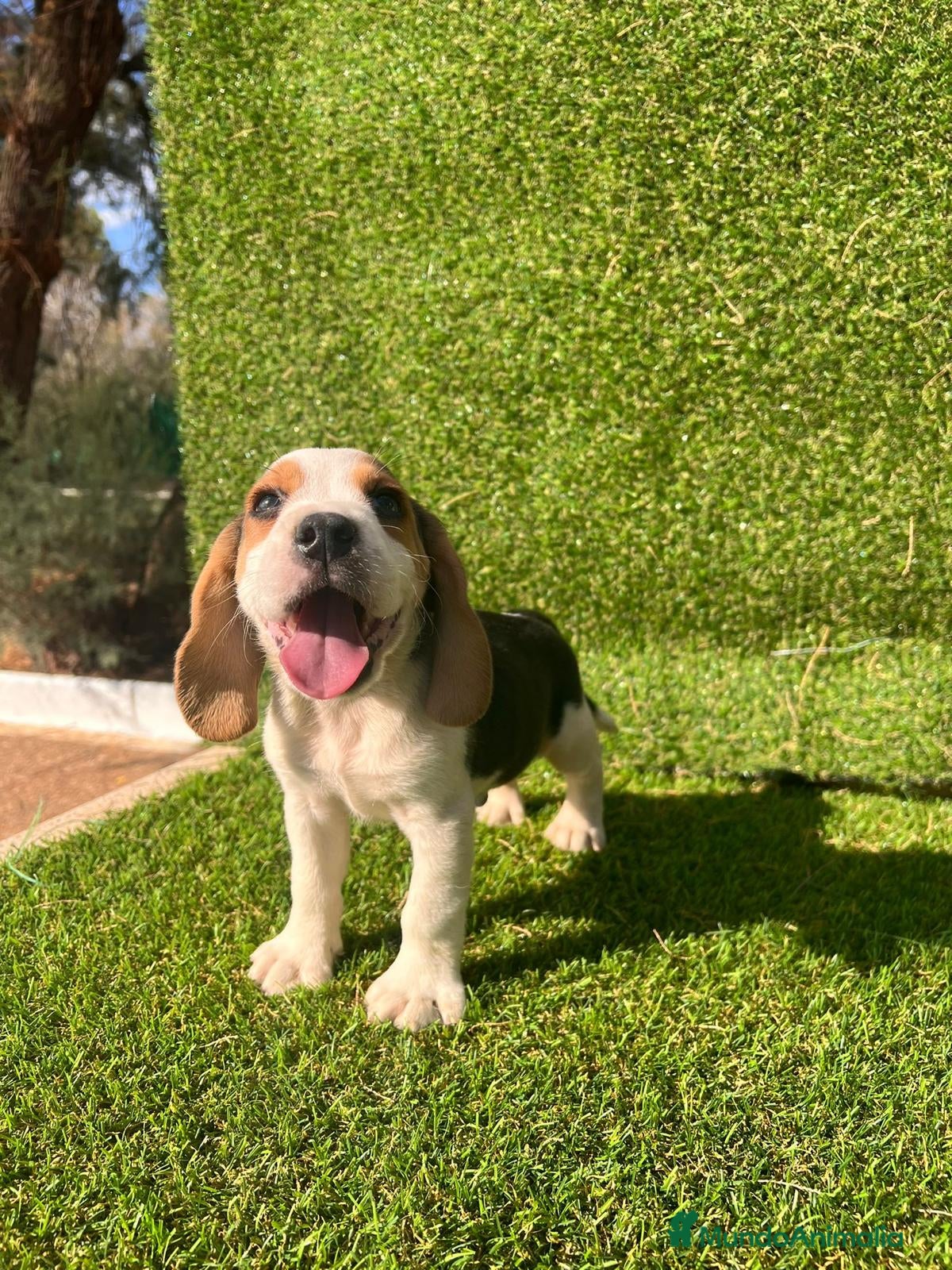 Beagle perros BEAGLE ////PUPIES  en Badajoz - Anuncio 2