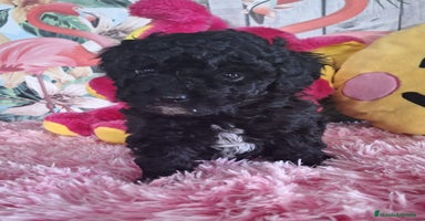 Maltipoo perros - Anuncio 1