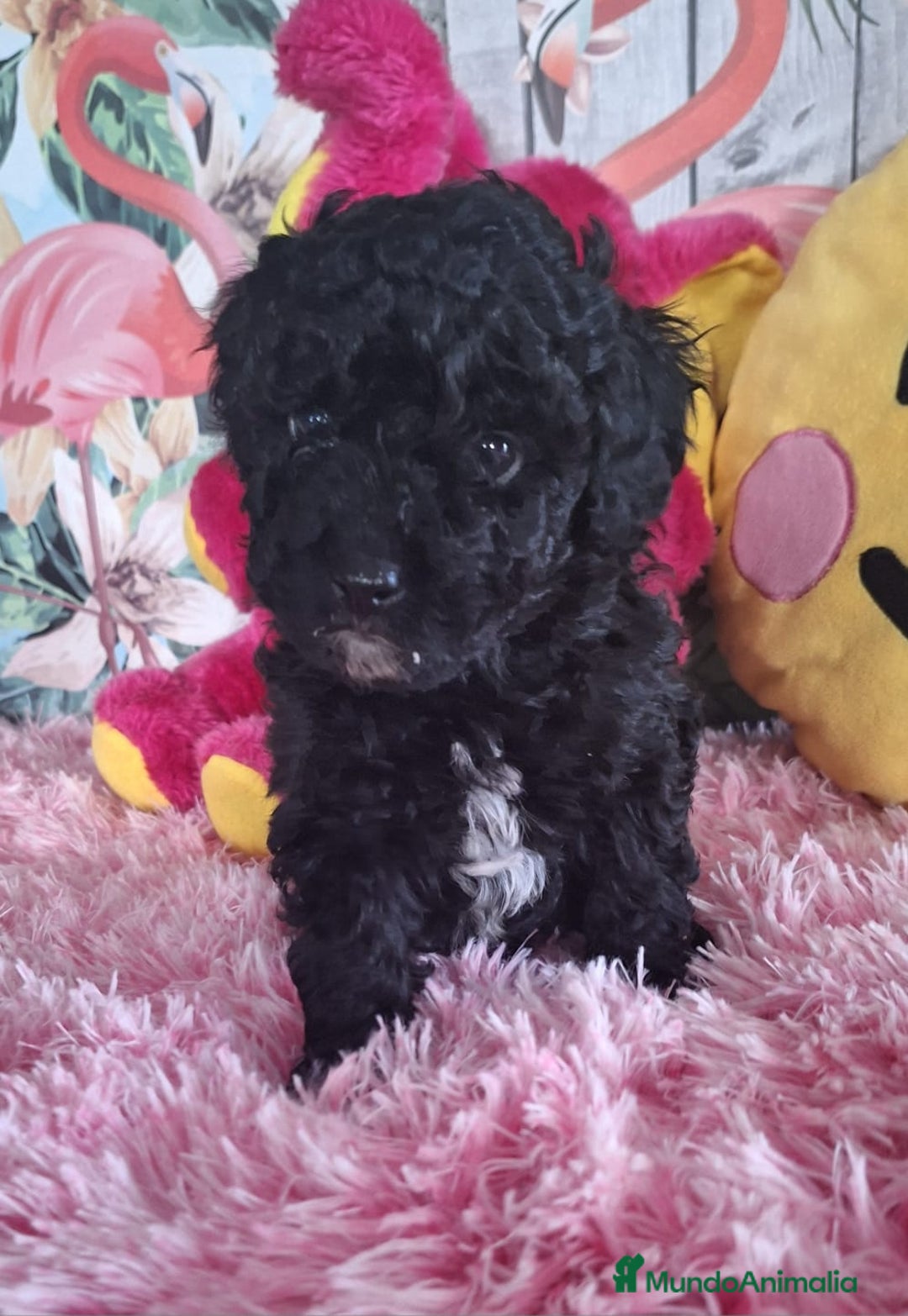 Maltipoo perros en venta: Excelentes Cachorros de Maltipoo,tamaño Enano. - Imagen 3