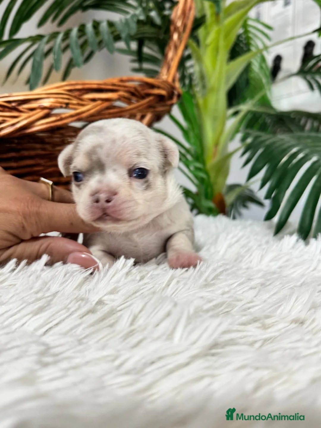 Chihuahua perros en venta: CHIHUAHUA MACHO - Anuncio 10