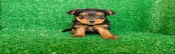 Yorkshire Terrier perros en venta: Yorkshire terrier - Anuncio 3