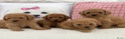 Caniche Enano perros en venta: CANICHES ENANOS - LISTOS PARA ENTREGAR  - Anuncio 1