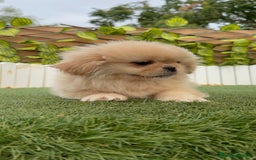 Pekinés perros en venta: PEKINES IMPERIAL - Imagen 8