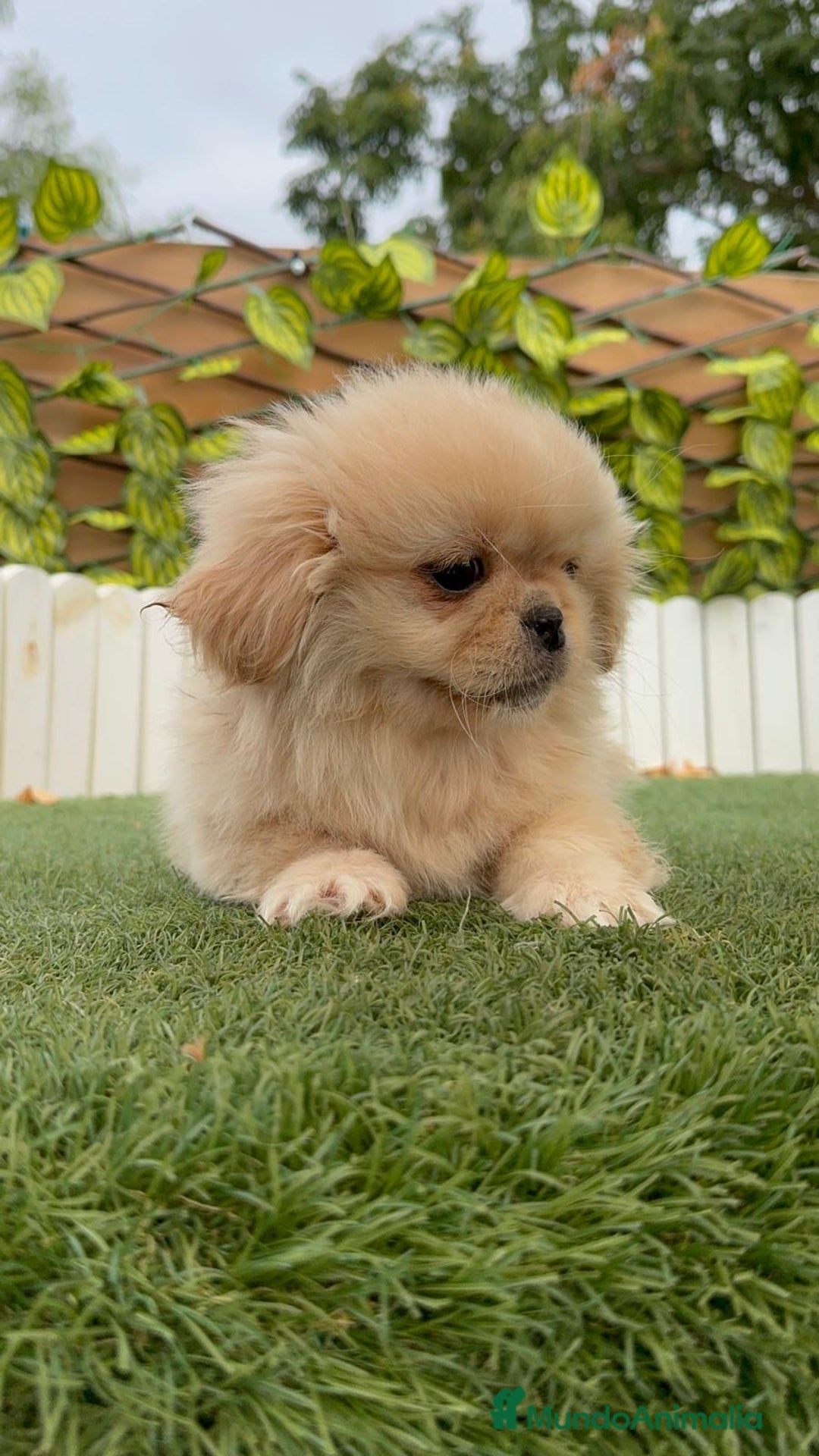 Pekinés perros en venta: PEKINES IMPERIAL - Imagen 8