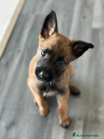 Pastor Belga Malinois perros - Anuncio 4