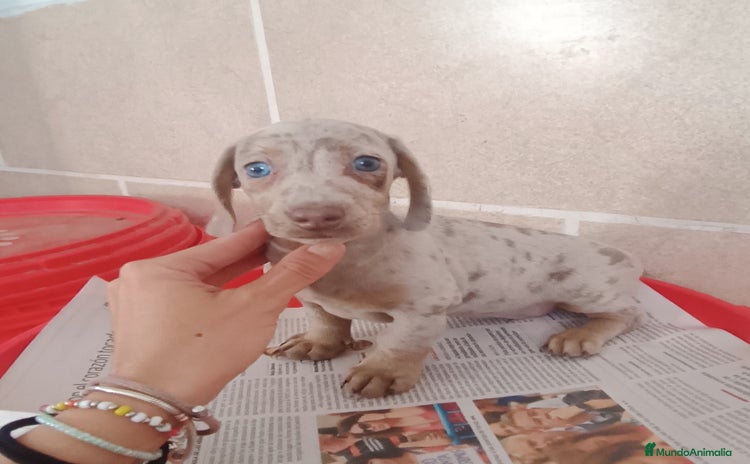Teckel Miniatura perros - Propaganda 1