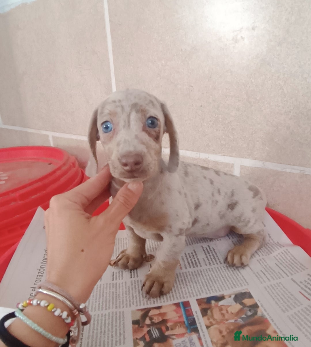 Teckel Miniatura perros en venta: CACHORROS DE TECKEL MINI  - Imagen 1