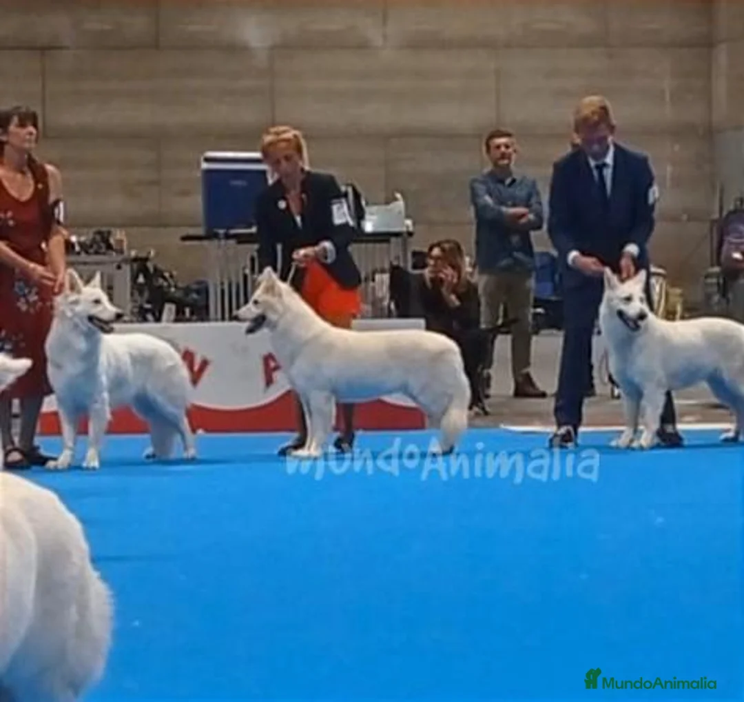 Imagen de galería {{count}}