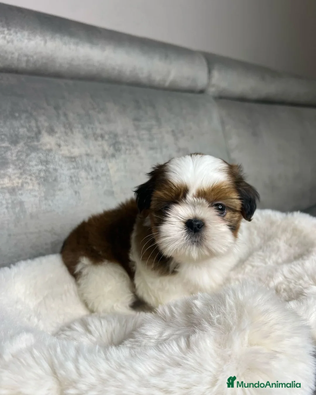 Shih Tzu perros en venta: Shih tzu bebé 🐾🪷 - Anuncio 6