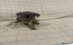 Pinscher Miniatura perros en venta: Pinscher miniatura chocolate  - Imagen 23