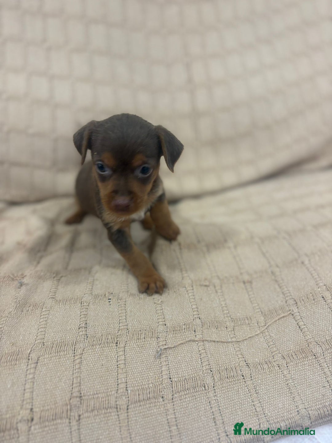 Pinscher Miniatura perros en venta: Pinscher miniatura chocolate  - Imagen 23