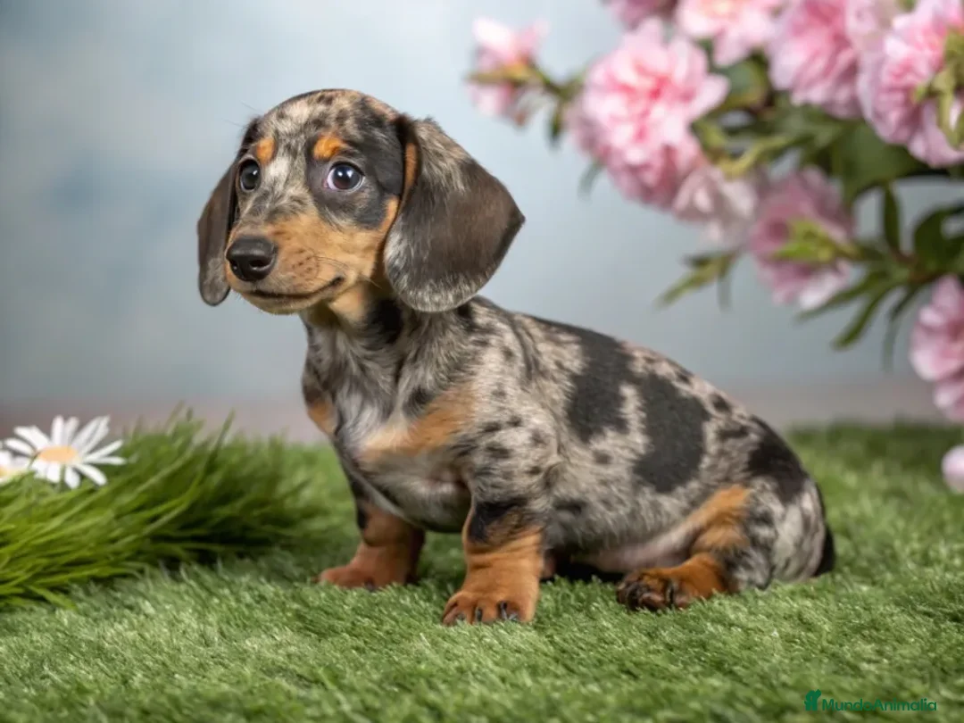 Teckel Miniatura perros en venta: TECKEL MINIATURA & KANINCHEN DESDE 400 € - Anuncio 1