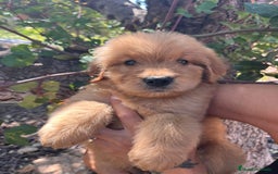 Goldendoodle perros en venta: Goldendoodle  - Imagen 4