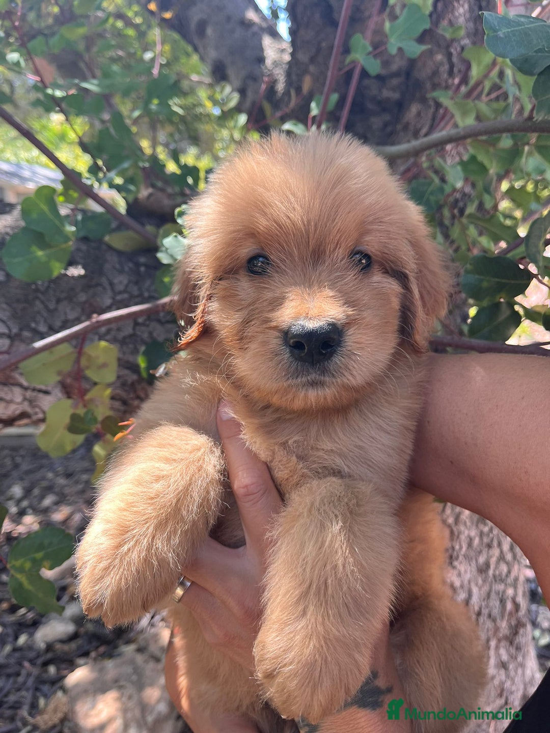 Goldendoodle perros en venta: Goldendoodle  - Imagen 4
