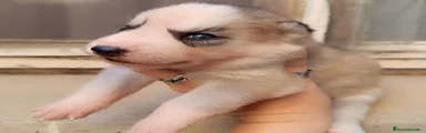 Husky Siberiano 7