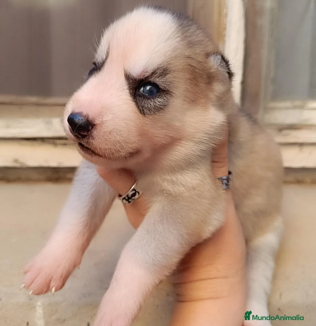 Husky Siberiano perros en venta: Siberian husky camada - Anuncio 11