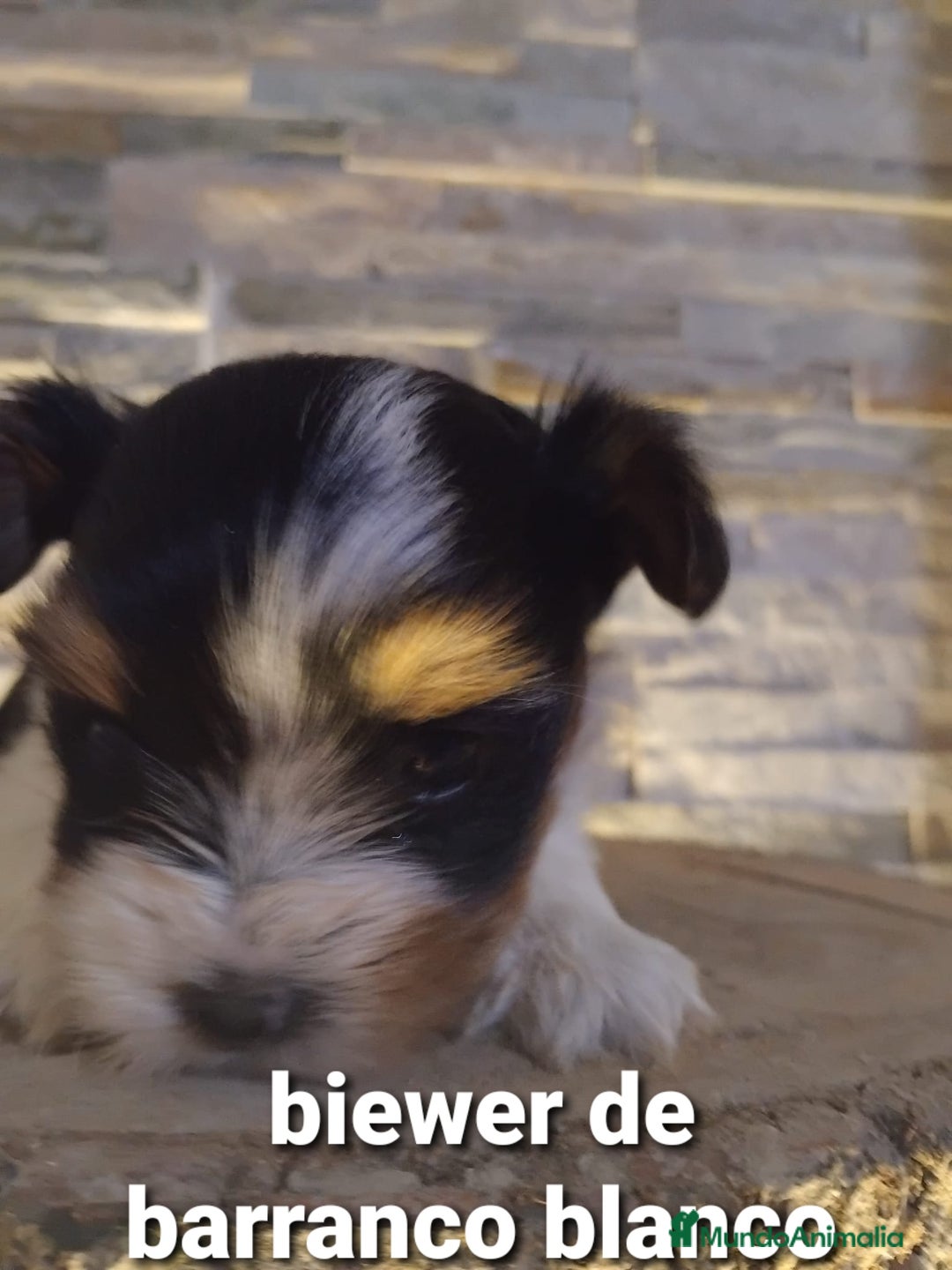 Biewer Yorkshire Terrier a la Pom Pon perros en venta: Biewer macho con pedigree - Imagen 6
