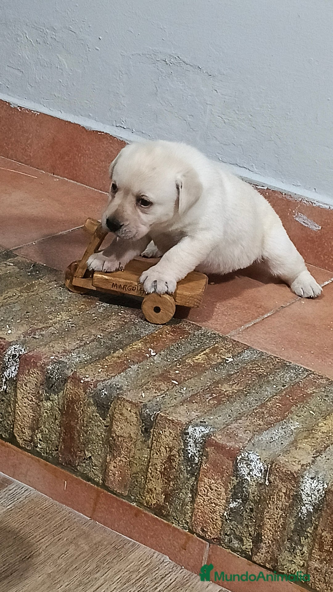 Labrador Retriever perros en venta: Labrador retriever dorado  - Anuncio 2