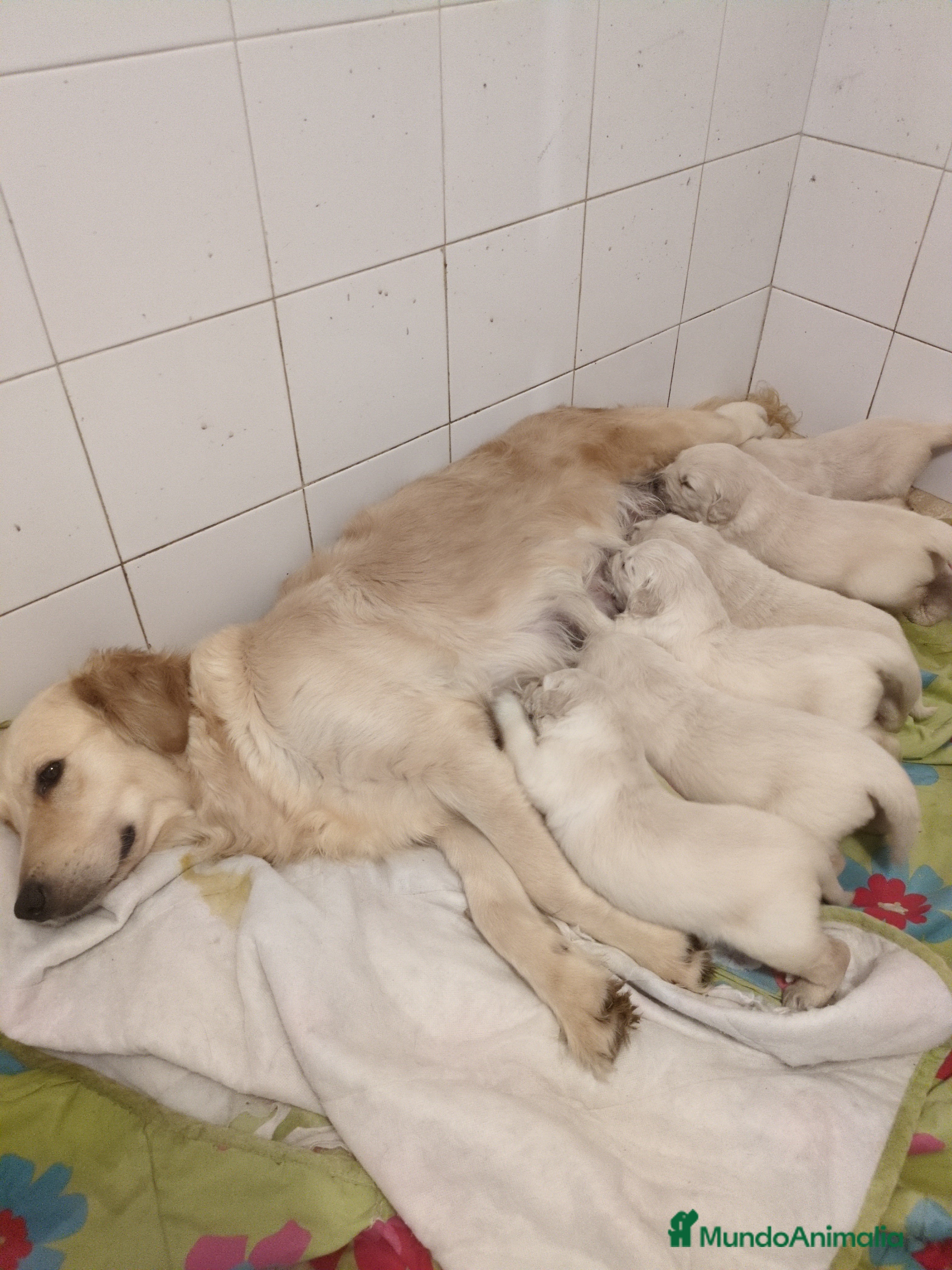 Golden Retriever perros Últimos cachorros de Golden retriever - Anuncio 1