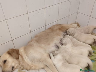 Golden Retriever perros Últimos cachorros de Golden retriever - Anuncio 1