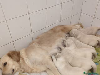 Golden Retriever perros Últimos cachorros de Golden retriever - Anuncio 6