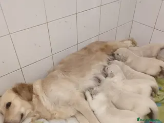 Golden Retriever perros Últimos cachorros de Golden retriever - Anuncio 34