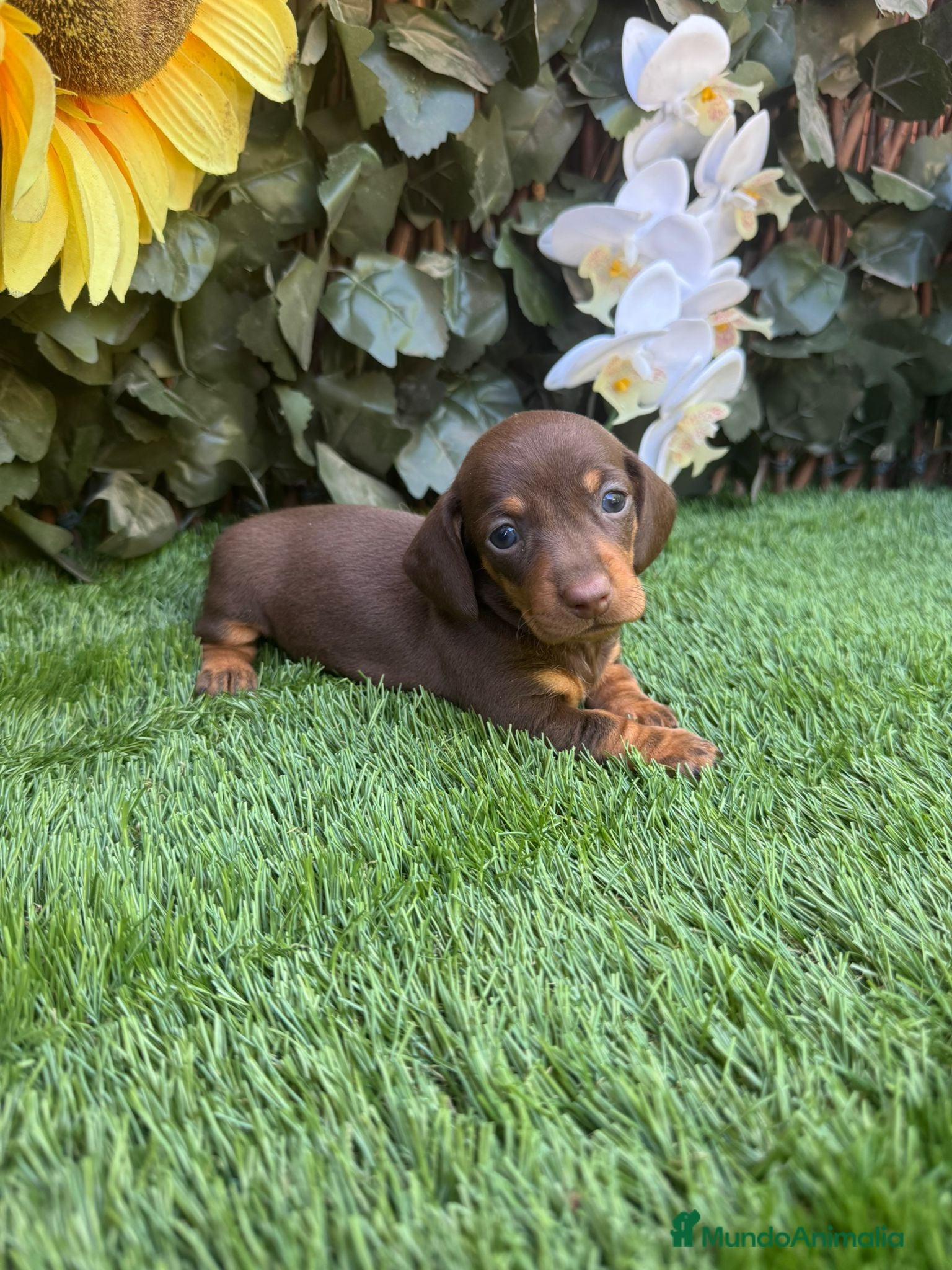 Teckel Miniatura perros Teckel kanichen color chocolates disponibles  - Anuncio 2