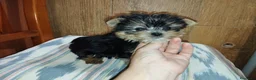 Yorkshire Terrier perros en venta: Yorkshire macho miniatura  - Anuncio 6