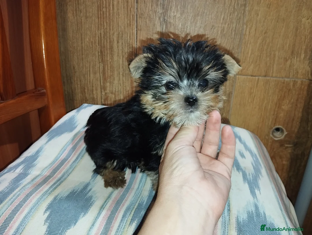 Yorkshire Terrier perros en venta: Yorkshire macho miniatura  - Anuncio 6